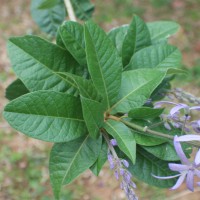 Petrea volubilis L.